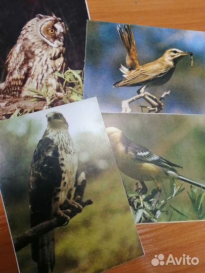 Набор 200 разных марок птицы