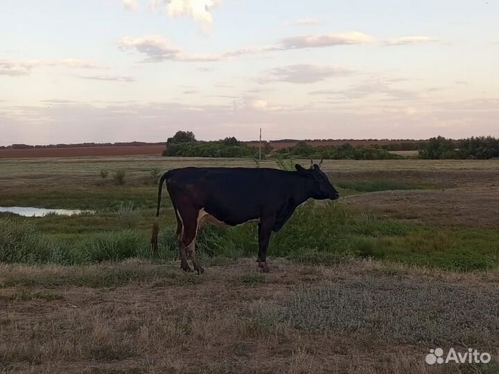 Корова стельная дойная