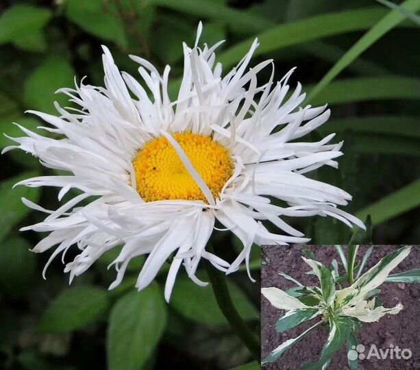 Семена нивяник, ромашка