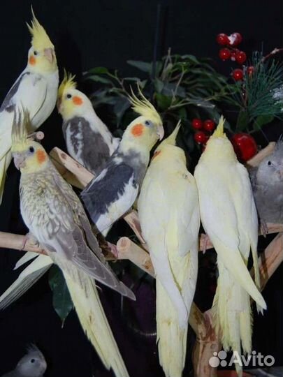 Попугайчики Карелла, маленькие