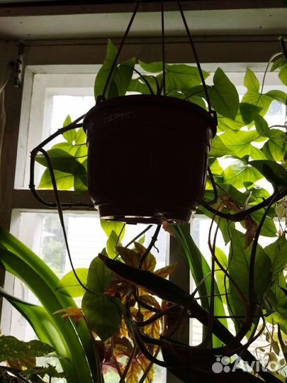 Колеус,глоксиния,рэо,бегонии,драцены,толстянка, др