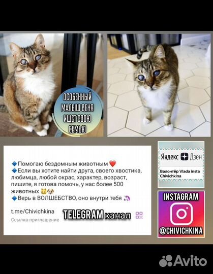 Котята, котики слепые, инвалиды ищут семью