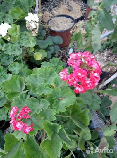 Пеларгония герань сортовая