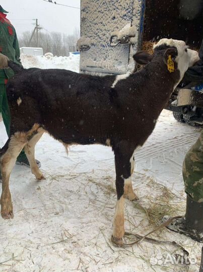 Бычки мясной породы на откорм