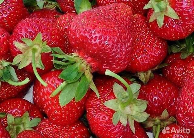 Земляника садовая (клубника)