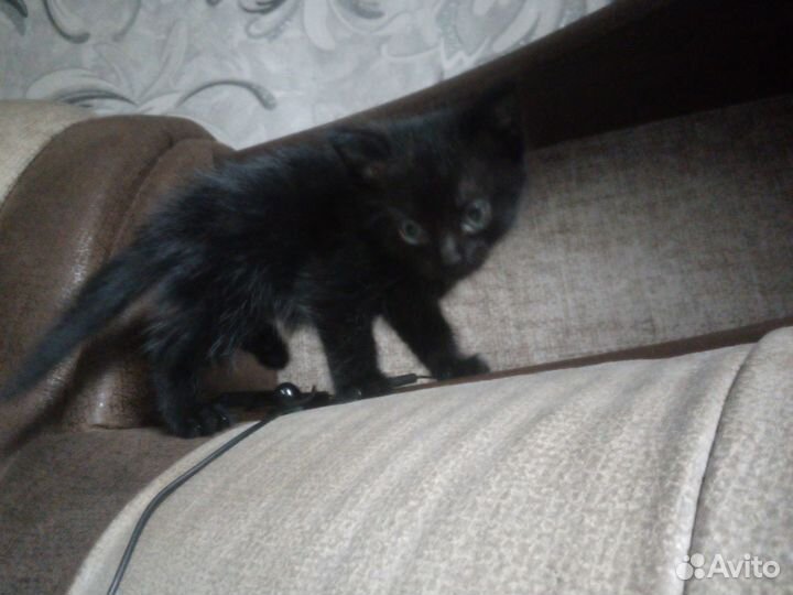 Черный котенок