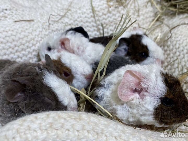 Морские свинки питомник