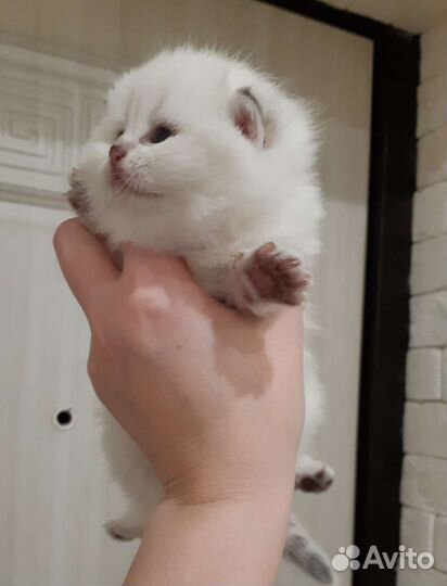 Британские котята