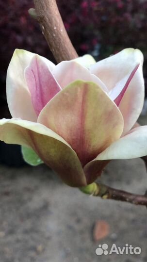 Магнолии Феликс Клеопатра и т.д