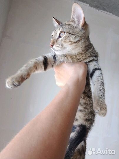 Котенок, 6 мес, доставка