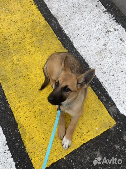 Щенок девочка в добрые руки