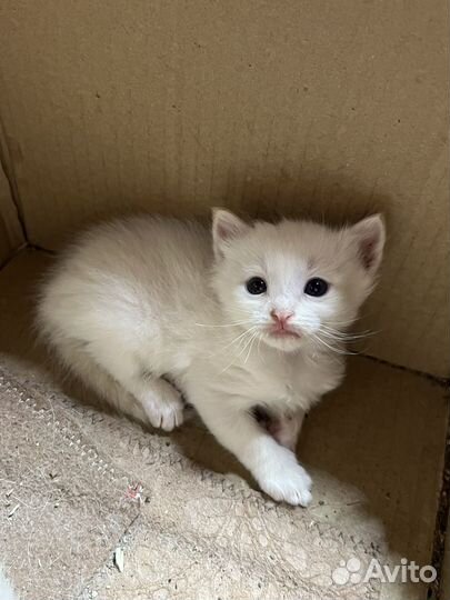 Котята в добрые руки бесплатно