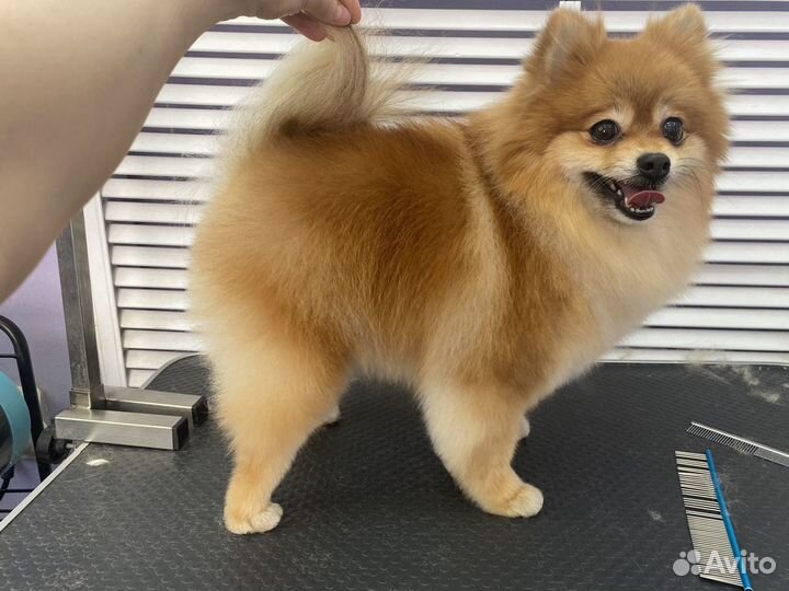 Стрижка йорков, мальтезе, ши-тцу, шпицев