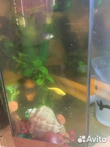 Передержка кошек в домашних условиях