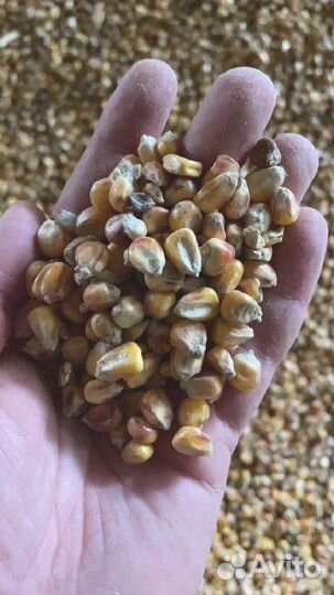 Зерно Кукуруза