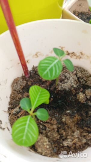 Малочай отросток