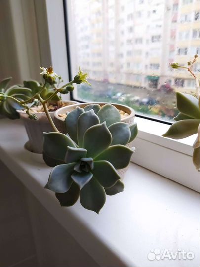 Суккулент граптопиталум детки