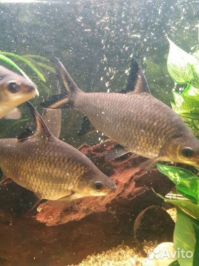 Акулий балу