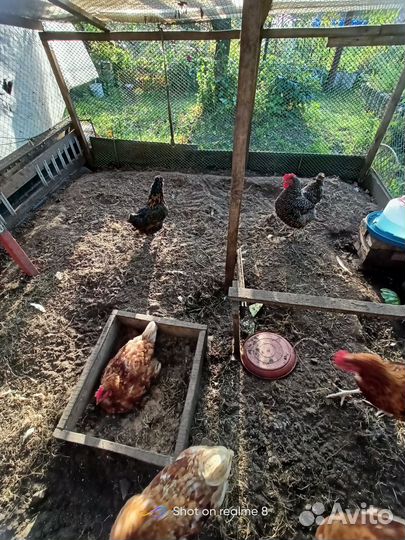 Куры несушки Браун Ник