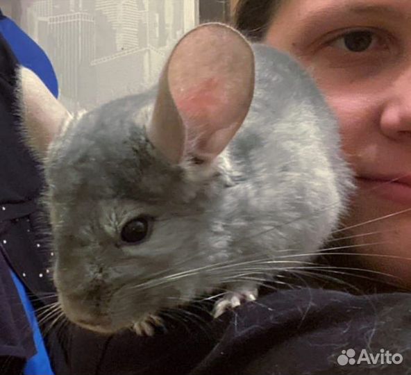 Шиншилла голубой бриллиант