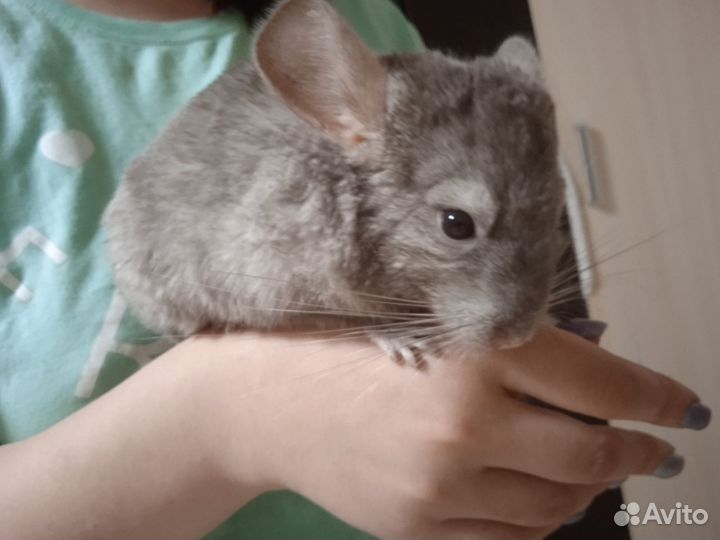 Шиншилла