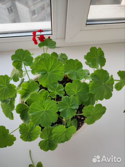 Пеларгония герань красная Розебудная