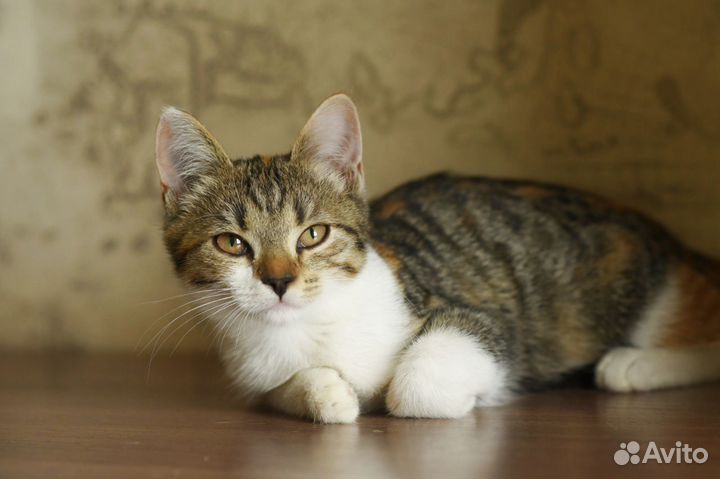 Красивая и ласковая трехцветка Рыся ищет семью