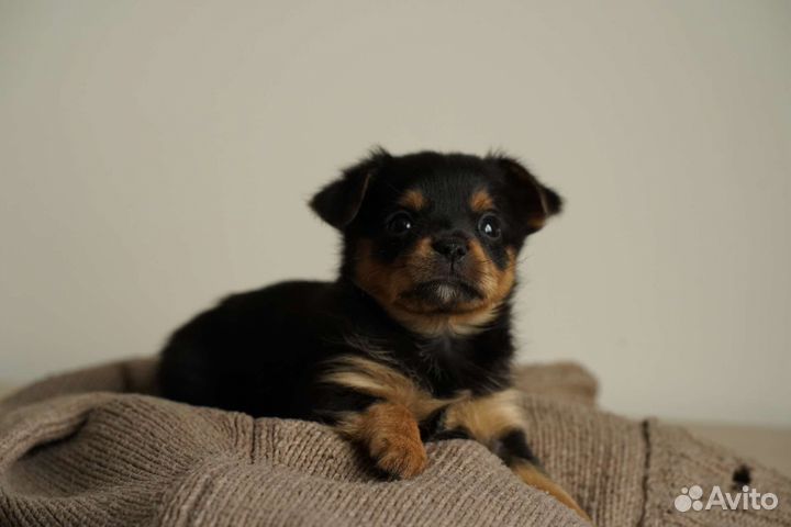 Йоркширский терьер щенки