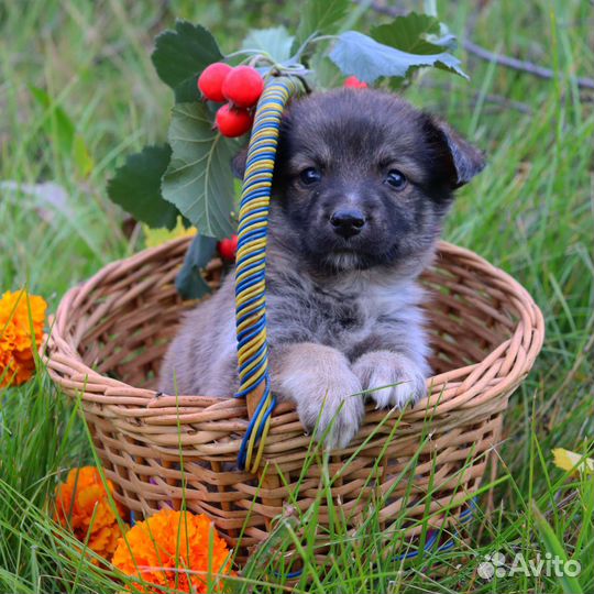 Щенок в добрые руки