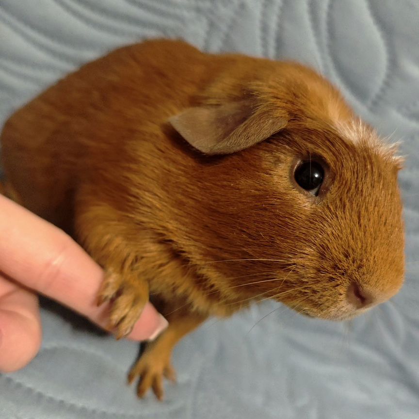 Ukraina porno almashish saytlari