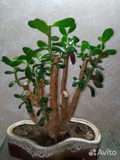 Крассула бонсай