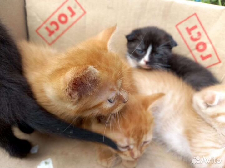 Кошки в добрые руки бесплатно