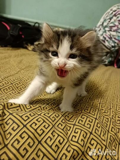 Котенок девочка, 1,5 месяца, в добрые руки