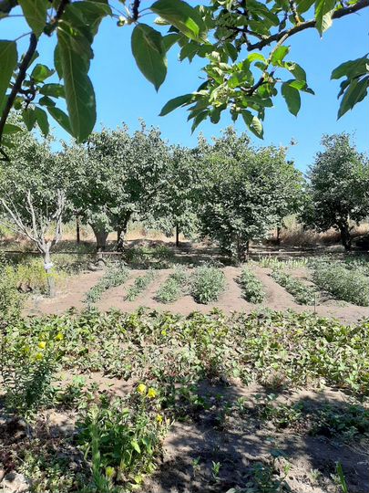 Участок 9 сот. (СНТ, ДНП)