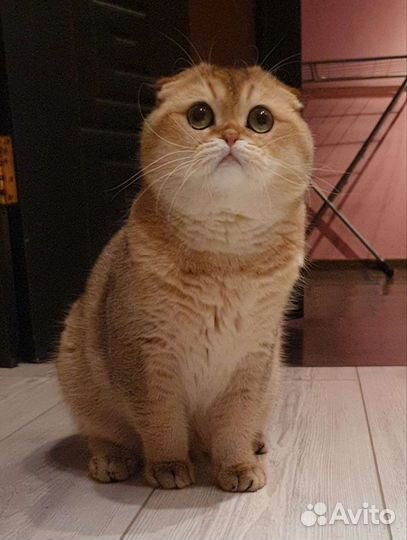 Шотландский вислоухий золотой кот.Вязка кошек