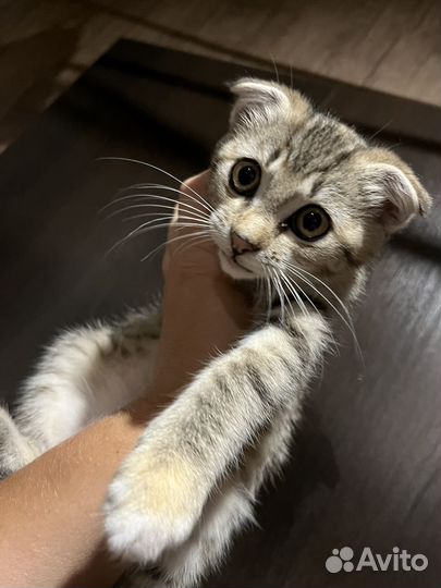 Котенок вислоухий