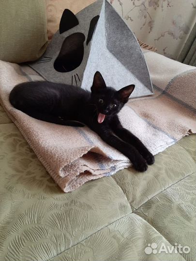 Сфинкс браш