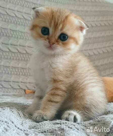 Котята британской шиншиллы