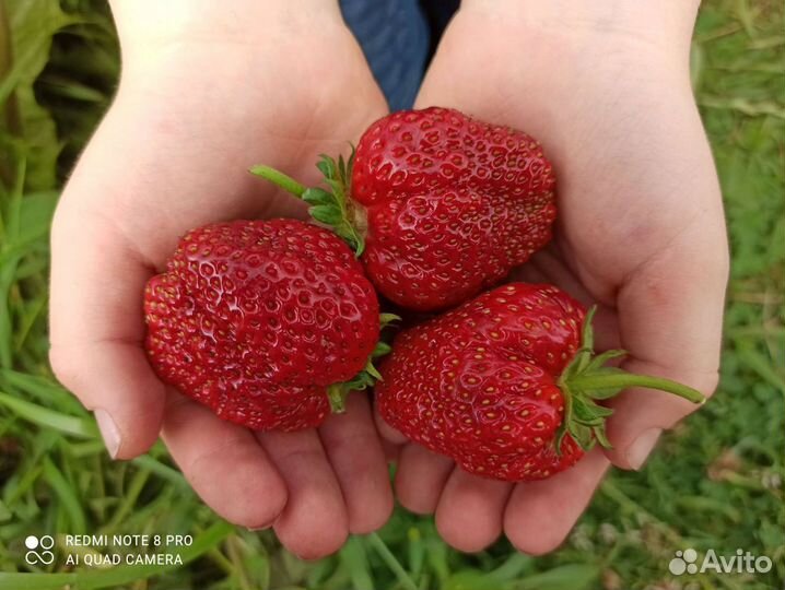 Домашняя (своя), вкуснейшая, отборная клубника
