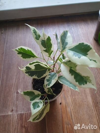 Фикус старлайт