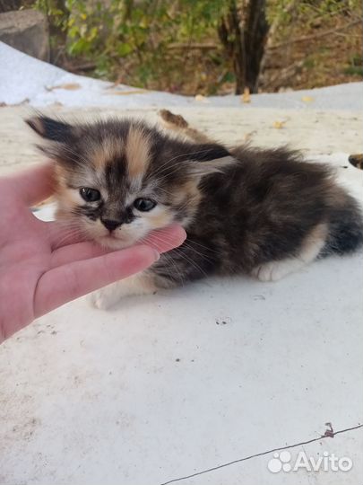 Кошка в дар