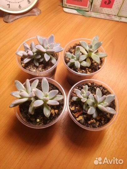 Graptosedum Francesco Baldi