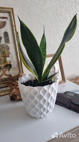 Комнатные цветы шеффлера, драцена, филодендрон