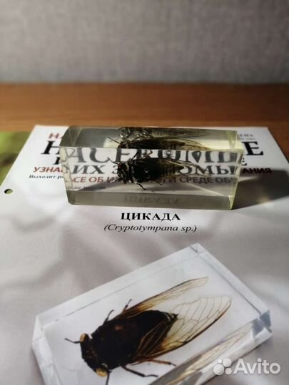 Насекомые и их знакомые