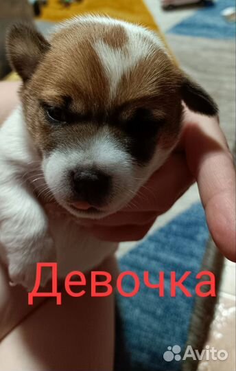 Джек Рассел терьер