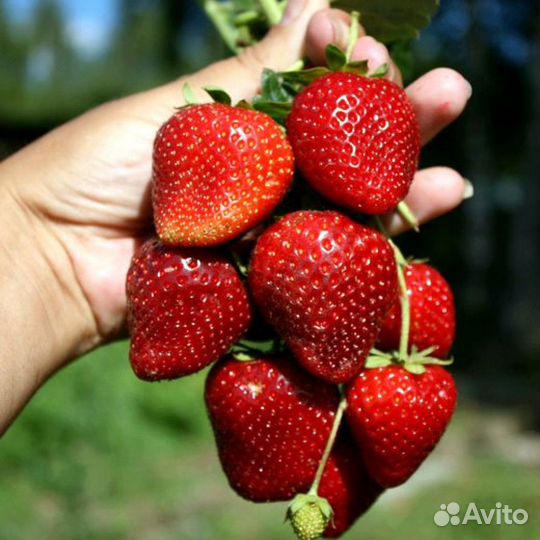 Саженцы ремонтантной клубники Кабрилло (5шт)