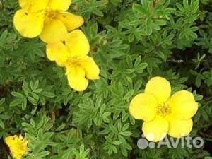 Лапчатка кустарниковая