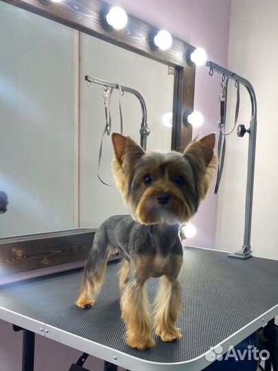 Беспалатная стрижка для вашего питомца