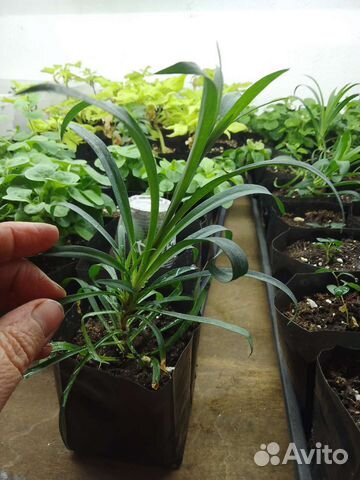 Гвоздика ампельная