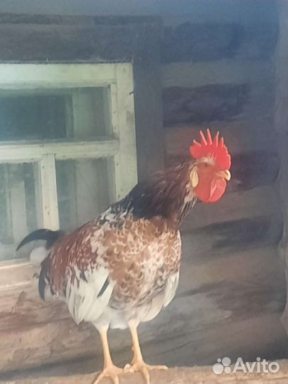 Петух